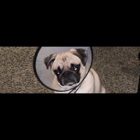 Meet your Posher, Myles - Picture 1 of 1